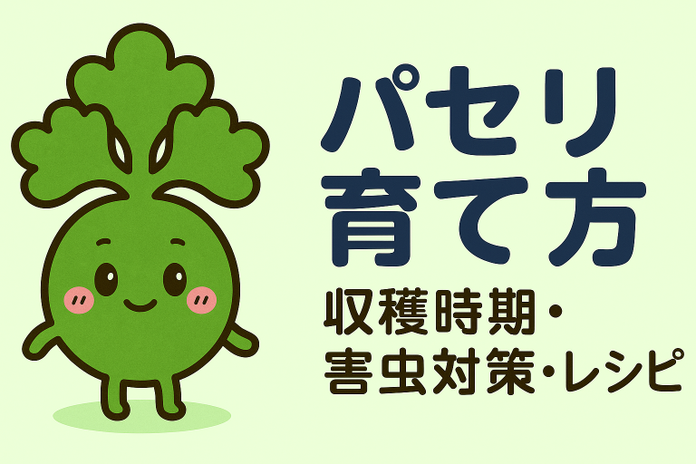 パセリの育て方