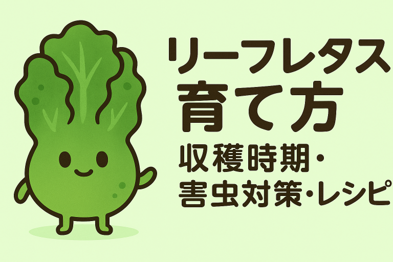リーフレタスの育て方