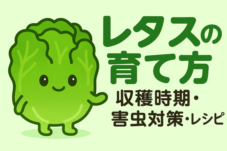 レタスの育て方
